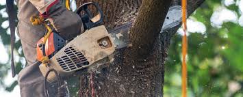 Pest Control for Lawns in South Greensburg, PA