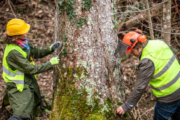 Trusted South Greensburg, PA Tree Care Experts