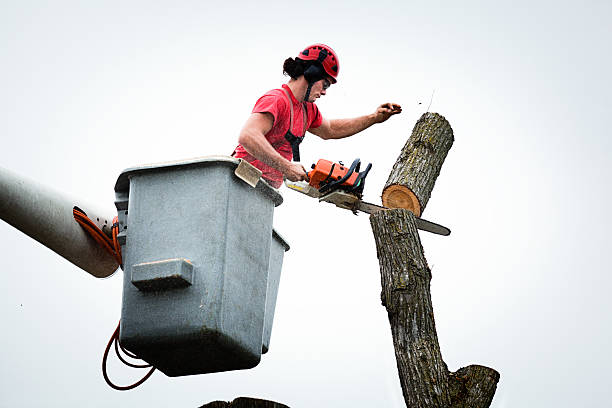 How Our Tree Care Process Works  in  South Greensburg, PA